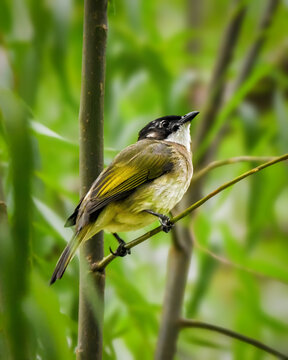 A small bird with a black head and greenish-yellow plumage perches delicately on a slender branch. The background is filled with lush, vibrant green foliage, creating a serene and natural setting.