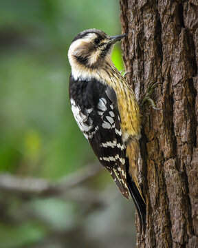 A woodpecker is perched on the rough bark of a tree, showcasing its distinctive black and white plumage. Its long beak is poised near the bark, as it searches for insects.