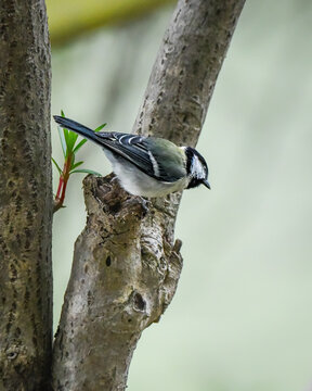 A small bird with green and black plumage perches on a tree branch, observing the surroundings. The tree has fresh sprouting leaves, adding a touch of vibrancy to the scene.
