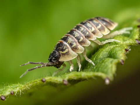 Close-Up of a Woodlouse on a Green Leaf