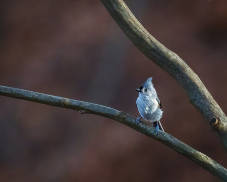 Tiny Tufted Titmouse perched on a bare branch, illuminated by soft winter light against a warm, blurred woodland background, creating a minimalist and elegant bird portrait.