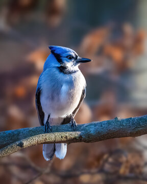 A vibrant blue jay perches gracefully on a branch, its striking blue and white plumage highlighted against a softly blurred background. Sunlight gently illuminates the bird.