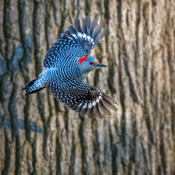 A woodpecker with striking red and black markings soars gracefully in front of a tree bark background. Its wings are spread, showcasing feather patterns, while the background adds depth to the scene.