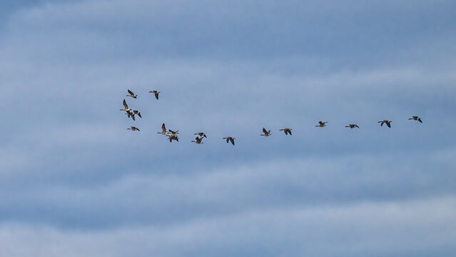 A flock of birds flies in a V-formation against a backdrop of a cloudy sky. The light blue and gray tones of the clouds create a serene atmosphere.