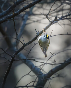 A small bird with a striking yellow stripe on its head perches delicately on a bare branch. The blurred background creates a serene and quiet atmosphere, emphasizing the bird's vibrant markings.