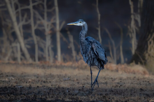 A solitary heron stands on the ground, surrounded by a softly lit landscape of bare trees. Its feathers are intricately detailed, contrasting with the muted background.
