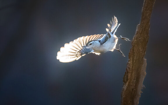 A bird with outstretched wings is caught in mid-flight, illuminated against a dark, blurred background. The light shines through its feathers, creating a striking contrast with the surroundings.