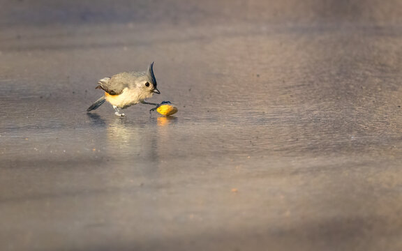 A small bird with a distinct crest is pecking at a seed on a frozen lake surface. The muted background suggests a serene natural setting.