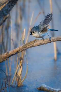 A small bird with gray and white plumage is perched on a branch, with blurred frozen lake surface in the background. The bird appears alert, its wings slightly spread and its eyes focused downward.