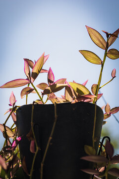 linda folhagem, folhas de exterior de casa, vaso de plantas