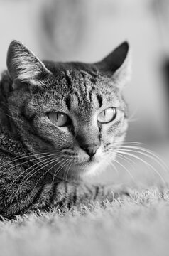 Linda gatinha dom&eacute;stica fotografado no quintal de casa