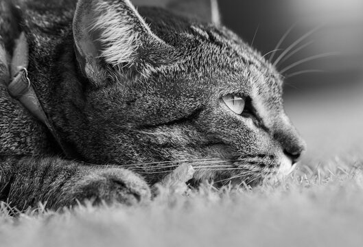 Linda gatinha dom&eacute;stica fotografado no quintal de casa