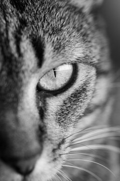 Linda gatinha dom&eacute;stica fotografado no quintal de casa