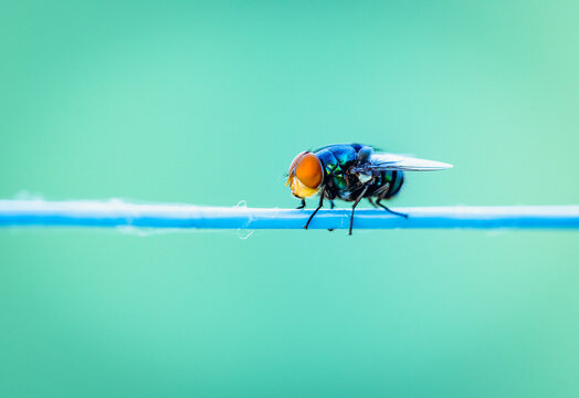 fotografia de uma mosca descansando em varal de roupas