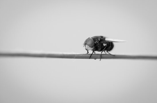 fotografia de uma mosca descansando em varal de roupas
