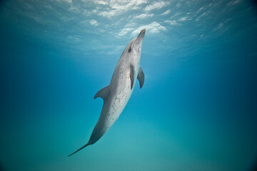 Atlantic spotted dolphin swimming near the Bahamas © willtu