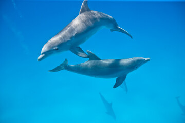 Fototapeta premium Bottlenose Dolphins swimming near the Bahamas