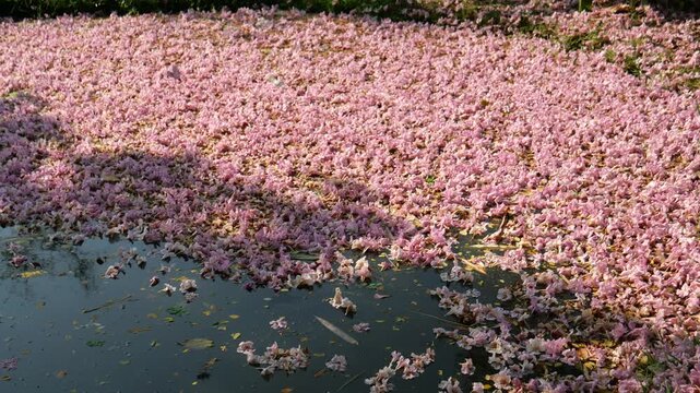 Pink rosy trumpet tree