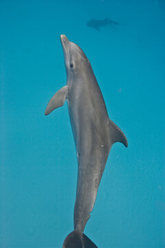 Bottlenose Dolphin swimming near the Bahamas