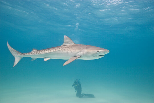 Tiger shark in the Bahamas with a diver on the bottom in the background