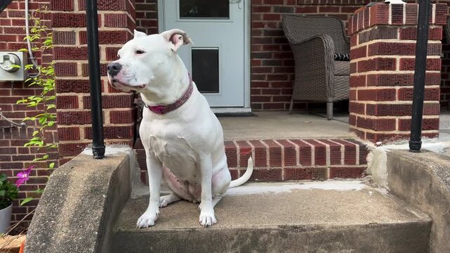 White American Pit Bull Sitting on Porch Steps