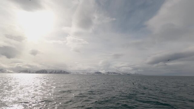 Northern Fulmars Flying Around Ship in Arctic Waters