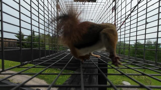 Authentic wildlife footage of a red squirrel inside a humane live trap, offering a unique perspective on animal behavior.