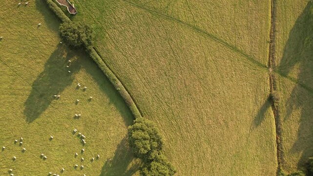 Aerial top-down view of sheep grazing in English farmland at golden hour, summer