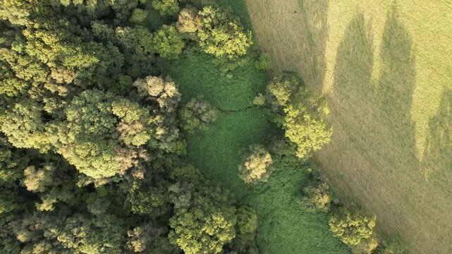 Aerial drone overhead view of English woodland and farmland boundary, summer