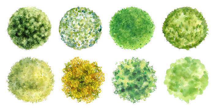 PNG Watercolor top view tree illustrations on transparent background
