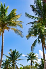 Obraz premium A striking serene view of a palm tree with vibrant green leaves against a clear blue sky, capturing the essence of tropical beauty on a hot sunny day. 