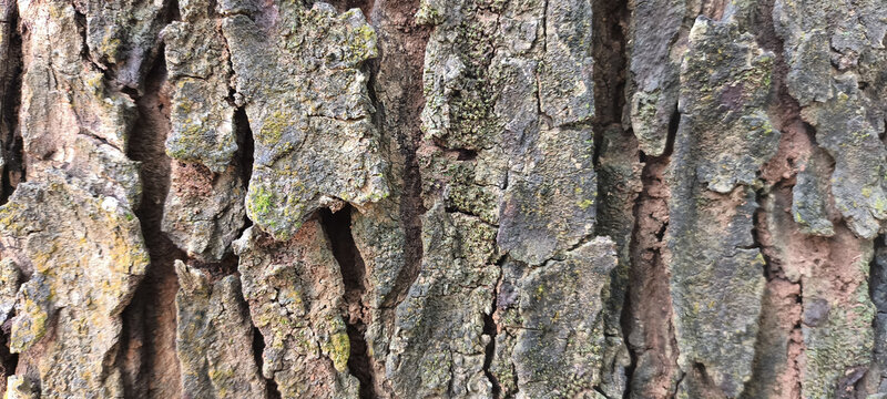 bark of a tree