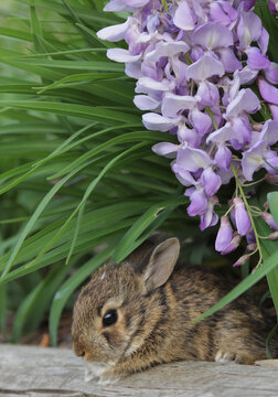 Baby Cottontail Rabbit Exploring Flowers in Rural East TX