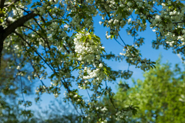 Fototapeta premium Cherry tree branch is adorned with clusters of delicate white blossoms against blue sky. Prunus avium in bloom. Vibrant spring scene captures elegance of nature.