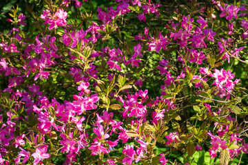 Obraz premium Beautiful blooming rhododendron camtschaticum bush with vibrant pink flowers in spring. Scenic pink azalea shrub blossoming in the garden on a sunny day. Perfect background for your projects.