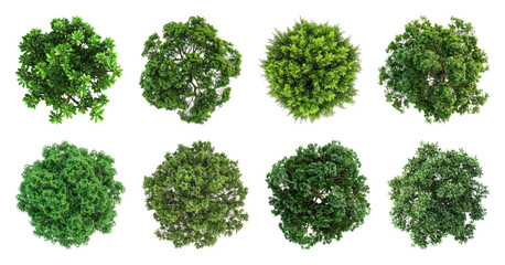 Obraz premium PNG Top view green tree collection on transparent background