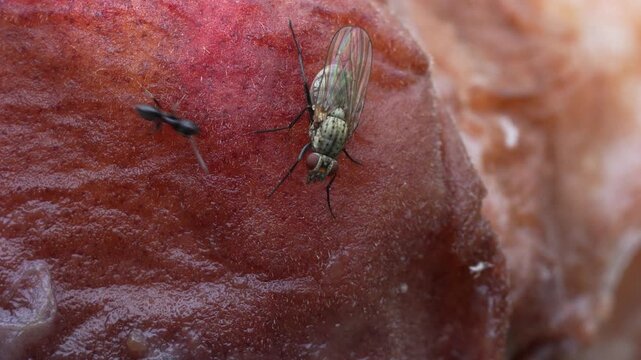A fly foraging on rotten fruit while an ant walks past