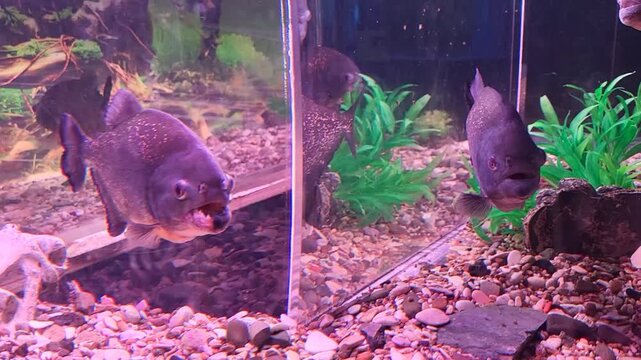 In an aquarium filled with pebbles and grass, shiny piranhas slowly flap their fins and stare at the camera with their mouths open