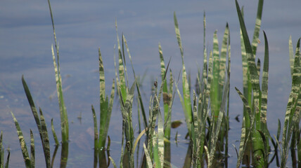 Some plants sticking out of the water and if look closely can see a snail on one of the plants. © NM