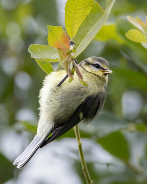 Juvenile Blue Tit at Baldoyle Racecourse