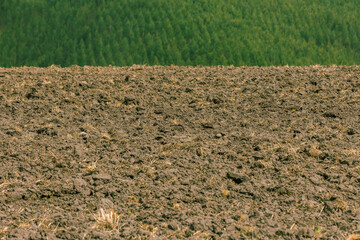 Soil Mound With Forest Background © David Gramal