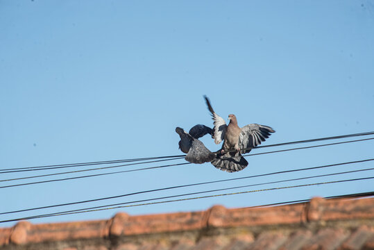 Picazuro dove on an electic cable