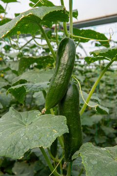 Cucumber harvest has started in the greenhouse and in the field. A photoshoot was held in the bountiful cucumber fields.
