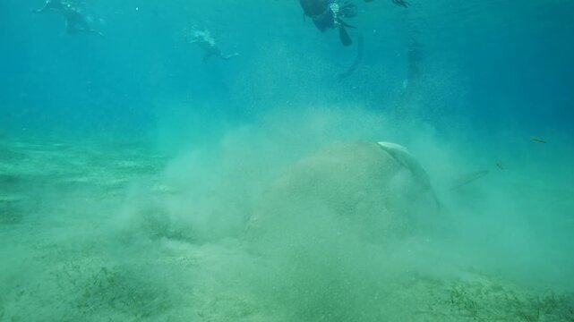 dugong, egypt