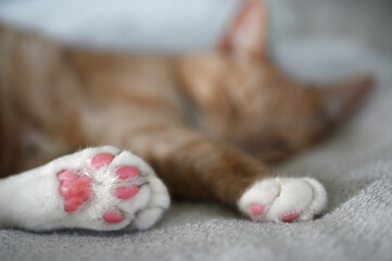 Close-up photograph of a sleeping ginger and white domestic cat resting on a soft blanket, with focus on its pink paw pads in the foreground © Mikhail Olykainen