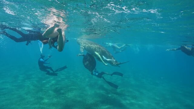 dugong and snorkeler crowd, egypt