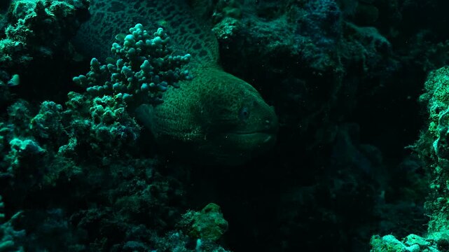 moray eel, egypt