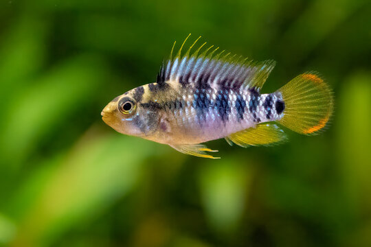 Apistogramma baenschi - inca, dwarf cichlid, South American cichlid, family Cichlidae, aquarium cichlid fish, Amazon river, Brasil, Peru