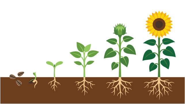 Sunflower life cycle growth stages from seed to flower.