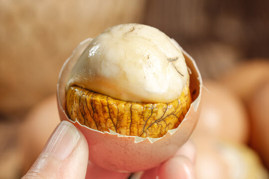 Freshly Hatched Chick Emerging from Brown Egg Shell
